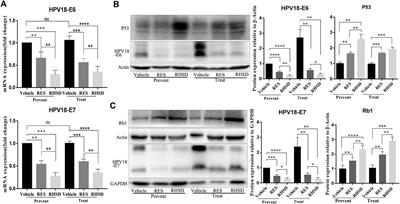 Hydroxypropyl-β-Cyclodextrin-Complexed Resveratrol Enhanced Antitumor Activity in a Cervical Cancer Model: In Vivo Analysis